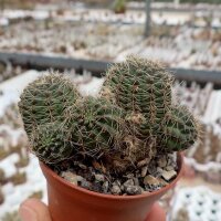 Rebutia raulii v. WR 493