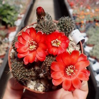 Rebutia raulii v. WR 493
