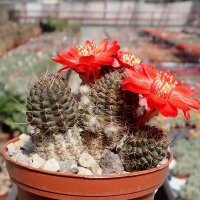 Rebutia raulii v. WR 493
