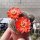 Rebutia raulii v. WR 493