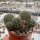 Rebutia raulii v. WR 493