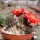 Rebutia raulii v. WR 493