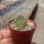Rebutia robustispina FR 763