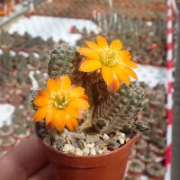 Rebutia rutiliflora FR 1113