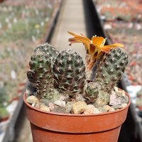 Rebutia rutiliflora FR 1113
