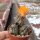 Rebutia rutiliflora FR 1113