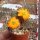 Rebutia rutiliflora FR 1113