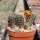 Rebutia rutiliflora FR 1113