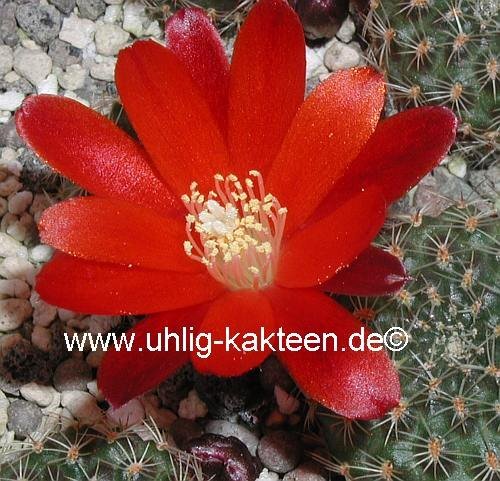 Rebutia sanguinea FR 760