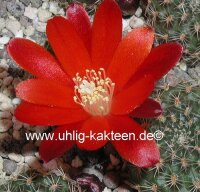 Rebutia sanguinea FR 760