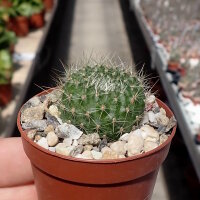 Rebutia sanguinea FR 760