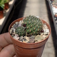 Rebutia sanguinea FR 760