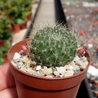 Rebutia sanguinea FR 760