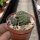 Rebutia sanguinea FR 760