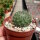 Rebutia sanguinea FR 760