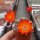 Rebutia schatzliana WR 640