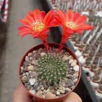 Rebutia senilis aff. BOS 213