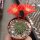 Rebutia senilis aff. BOS 213
