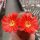 Rebutia senilis aff. BOS 213