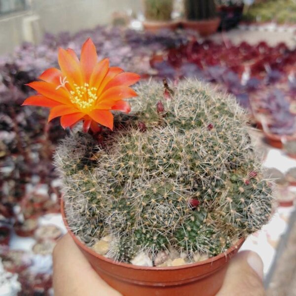 Rebutia grandiflora KK 1242