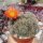 Rebutia grandiflora KK 1242