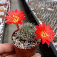 Rebutia senilis v. P 168