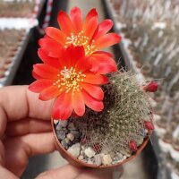 Rebutia senilis v. P 168