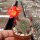 Rebutia senilis v. P 168