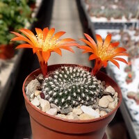 Rebutia senilis v. breviseta