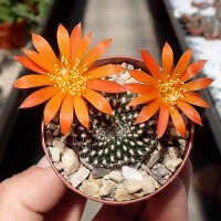Rebutia senilis v. breviseta