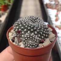 Rebutia senilis v. breviseta