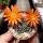 Rebutia senilis v. breviseta