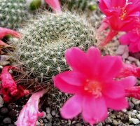 Rebutia senilis v. lilacino-rosea