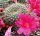 Rebutia senilis v. lilacino-rosea