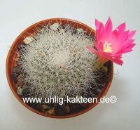 Rebutia senilis v. lilacino-rosea Herzog 398