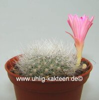 Rebutia senilis v. lilacino-rosea Herzog 398