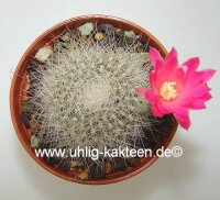Rebutia senilis v. lilacino-rosea Herzog 398