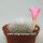 Rebutia senilis v. lilacino-rosea Herzog 398