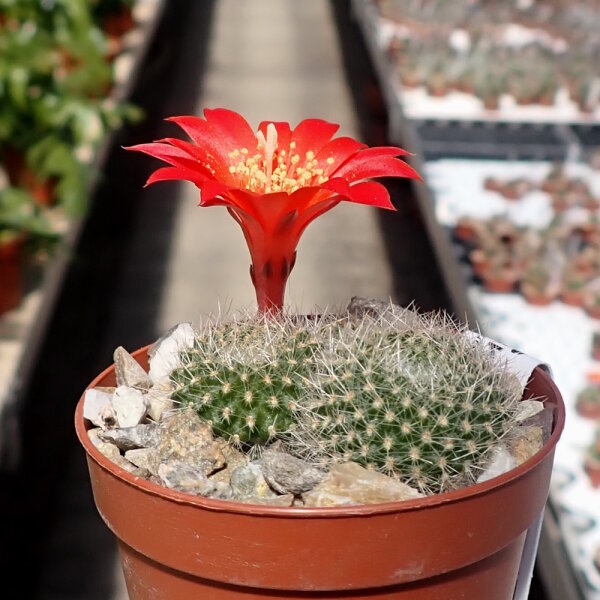 Rebutia senilis v. schieliana BK 005