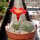 Rebutia senilis v. schieliana BK 005