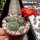Rebutia senilis v. schieliana BK 005
