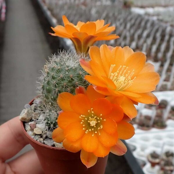 Rebutia simoniana WR 739