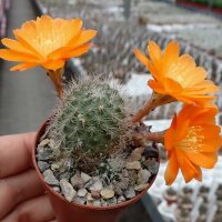 Rebutia simoniana WR 739
