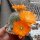 Rebutia simoniana WR 739