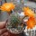 Rebutia simoniana WR 739