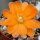 Rebutia simoniana WR 739