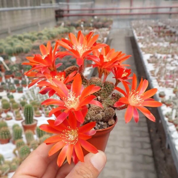 Rebutia sp.n. Heg 033b