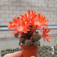 Rebutia sp.n. Heg 033b