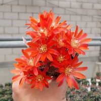 Rebutia sp.n. Heg 033b