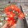 Rebutia sp.n. Heg 033b